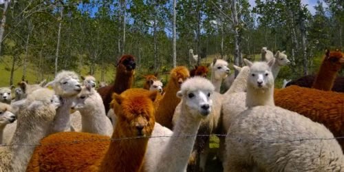 Alpacas-y-Rituales-Andinos-calera-cotacachi-tours