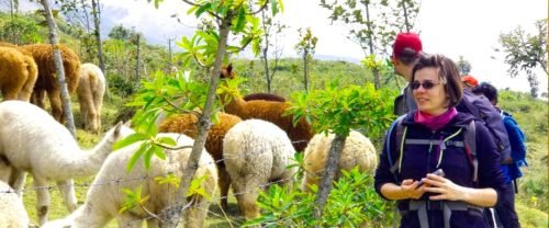Alpacas-y-Rituales-Andinos-cotacachi-la-calera-otavalo-